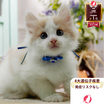 ノルウェージャンフォレストキャット【神奈川県・男の子・2025年6月14日・クリーム&ホワイト】の写真「😸🫧8/9(土)子猫の見学会開催🎉　　」