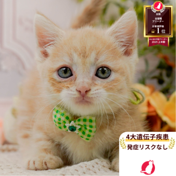 マンチカン(短足)【神奈川県・男の子・2025年6月11日・クリームタビー】の写真「😸🫧8/9(土)子猫の見学会開催🎉」