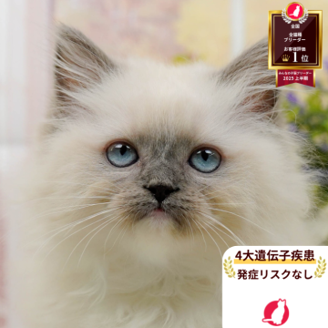 ラグマフィン(ラグドール×ラガマフィン)【神奈川県・男の子・2025年9月6日・ブルーポイントミテッド】の写真「😸🌼11/29(土)🐾こねこの見学会開催🎉」