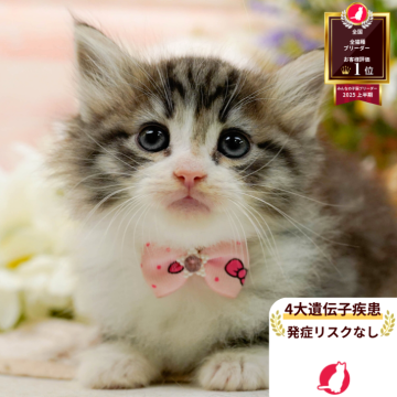 ノルウェージャンフォレストキャット【神奈川県・女の子・2025年10月5日・ブラウンタビー&ホワイト】の写真「😸🌼11/29(土)🐾こねこの見学会開催🎉」