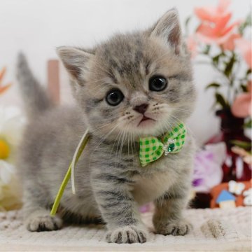マンチカン(短足)【神奈川県・男の子・2025年3月25日・ブルータビー】の写真「🐱5/18(日)ねこちゃんの見学会開催🎉」