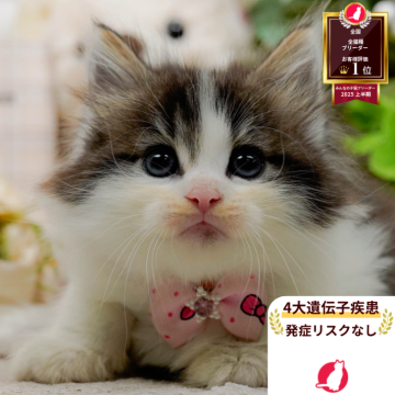 ノルウェージャンフォレストキャット【神奈川県・女の子・2025年9月5日・ブラウンタビー&ホワイト】の写真「😸🍁11/1(土)ねこちゃん見学会開催🍁😸」