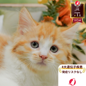 ミヌエット(長足)【神奈川県・男の子・2025年3月27日・レッドタビー&ホワイト】の写真「😸🌼9/7(日)🐾子猫の見学会開催🎉」