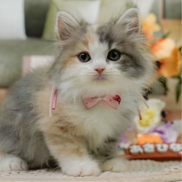 サイベリアン【神奈川県・女の子・2025年5月4日・ダイリュートキャリコ】の写真「7/12(土)🐾子猫の見学会開催✨」