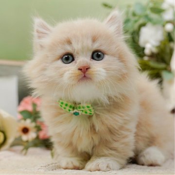 マンチカン(短足)【神奈川県・男の子・2025年9月12日・クリーム&ホワイト】の写真「😸🌼11/29(土)🐾こねこの見学会開催🎉」