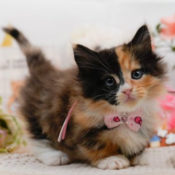 ミヌエット(短足)【神奈川県・女の子・2025年3月24日・キャリコ】の写真「🐱5/18(日)ねこちゃんの見学会開催🎉」