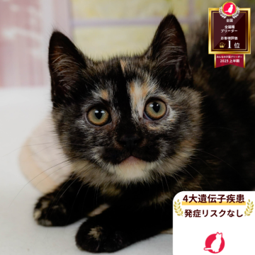 マンチカン(長足)【神奈川県・女の子・2025年9月12日・トーティ】の写真「👑2025年上半期にて日本1位になりました！👑」