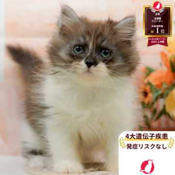 ミヌエット(長足)【神奈川県・男の子・2025年7月5日・チョコレート&ホワイト】の写真「😸💓10/4(土)ねこちゃん見学会開催🎉」