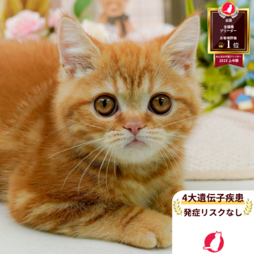 ミヌエット(長足)【神奈川県・男の子・2025年7月27日・レッドタビー】の写真「😸🌼11/29(土)🐾こねこの見学会開催🎉」