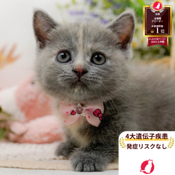 マンチカン(短足)【神奈川県・女の子・2025年7月31日・ダイリュートキャリコ】の写真「🧡9/20～23😸ねこちゃん相談会開催🧡」