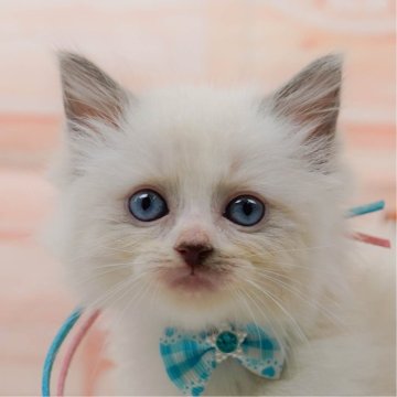 ラグドール【神奈川県・女の子・2025年6月5日・ブルーポイントバイカラー】の写真「😸🫧8/9(土)子猫の見学会開催🎉」