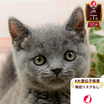 ブリティッシュショートヘア【神奈川県・男の子・2025年8月19日・ブルー】の写真「😸🍁11/1(土)ねこちゃん見学会開催🍁😸」