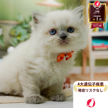 ラガマフィン【神奈川県・男の子・2025年8月11日・ブルーポイントミテッド】の写真「😸💓10/4(土)ねこちゃん見学会開催🎉」
