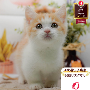 マンチカン(短足)【神奈川県・男の子・2025年8月6日・レッドタビー&ホワイト】の写真「🏆🐾ブリーダーランキング✨全国1位獲得👑」