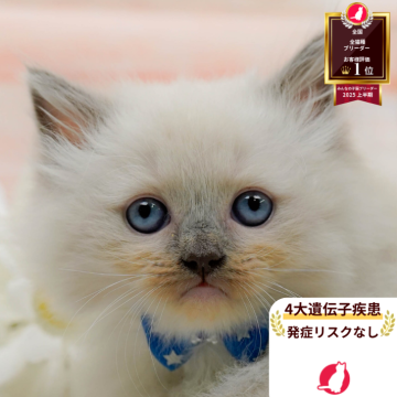 ラグマフィン(ラグドール×ラガマフィン)【神奈川県・男の子・2025年9月6日・ブルーポイントミテッド】の写真「😸🍁11/1(土)ねこちゃん見学会開催🍁😸」