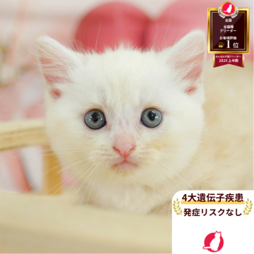 マンチカン(長足)【神奈川県・男の子・2025年5月5日・クリームタビー】の写真「👑 2025年上半期全国ブリーダー1位 👑」