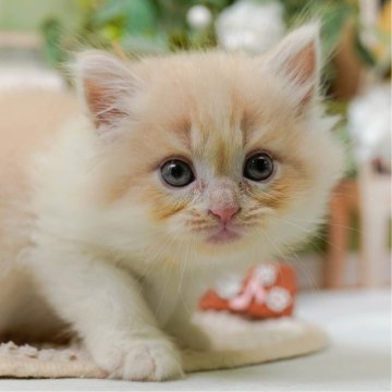 サイベリアン【神奈川県・女の子・2025年7月31日・クリーム&ホワイト】の写真「🧡9/20～23😸ねこちゃん相談会開催🧡」