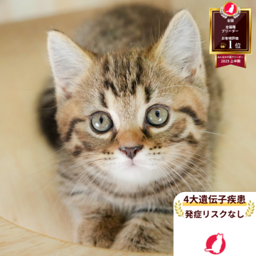 マンチカン(短足)【神奈川県・男の子・2025年8月31日・ブラウンタビー】の写真「👑2025年上半期にて日本1位になりました！👑」