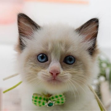 ラグドール【神奈川県・男の子・2025年6月5日・シールポイントバイカラー】の写真「😸🫧8/9(土)子猫の見学会開催🎉」