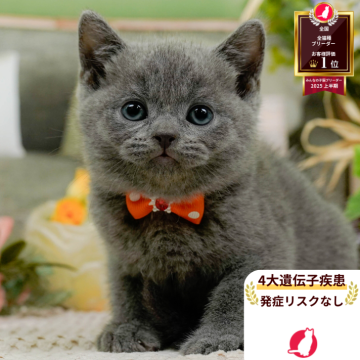 ブリティッシュショートヘア【神奈川県・男の子・2025年8月19日・ブルー】の写真「😸💓10/4(土)ねこちゃん見学会開催🎉」