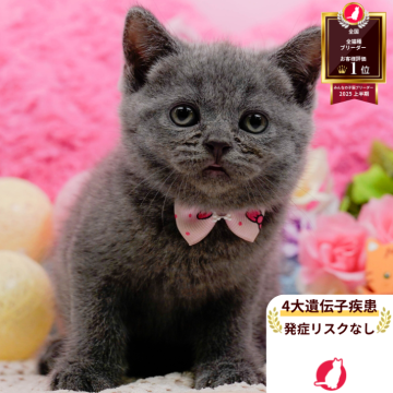 ブリティッシュショートヘア【神奈川県・女の子・2025年8月19日・ブルー】の写真「😸💓10/4(土)ねこちゃん見学会開催🎉」