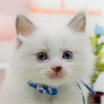 ラグドール【神奈川県・男の子・2025年5月7日・ブルーポイントバイカラー】の写真「👑 2024年下半期アワード神奈川県1位 👑」
