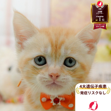 マンチカン(長足)【神奈川県・男の子・2025年8月6日・レッドタビー】の写真「🧡9/20～23😸ねこちゃん相談会開催🧡」