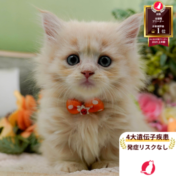 マンチカン(短足)【神奈川県・男の子・2025年8月27日・クリーム】の写真「🏆🐾ブリーダーランキング✨全国1位獲得👑」