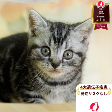 アメリカンショートヘア【神奈川県・男の子・2025年6月20日・シルバータビー】の写真「😸🌼9/7(日)🐾子猫の見学会開催🎉」