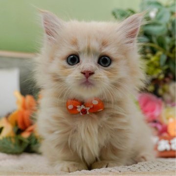 マンチカン(短足)【神奈川県・男の子・2025年8月27日・クリーム】の写真「🏆🐾ブリーダーランキング✨全国1位獲得👑」