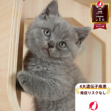 ブリティッシュショートヘア【神奈川県・男の子・2025年8月11日・ブルー】の写真「👑2025年上半期にて日本1位になりました！👑」