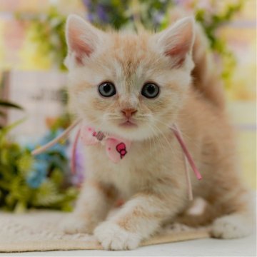 マンチカン(長足)【神奈川県・女の子・2025年6月11日・クリームタビー】の写真「😸💓10/4(土)ねこちゃん見学会開催🎉」