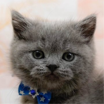 ブリティッシュショートヘア【神奈川県・男の子・2025年10月24日・ブルー】の写真「🎍12/27開催🎉今年最後の子猫見学会🐱✨」