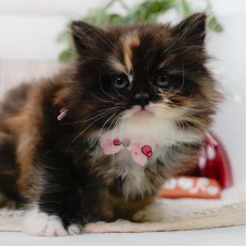 ラガマフィン【神奈川県・女の子・2025年5月18日・キャリコ】の写真「7/12(土)🐾子猫の見学会開催✨」