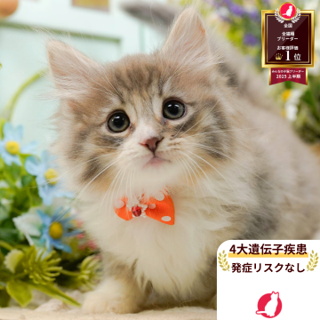 ノルウェージャンフォレストキャット【神奈川県・女の子・2025年9月20日・ブルータビー&ホワイト】の写真「👑2025年上半期にて日本1位になりました！👑」