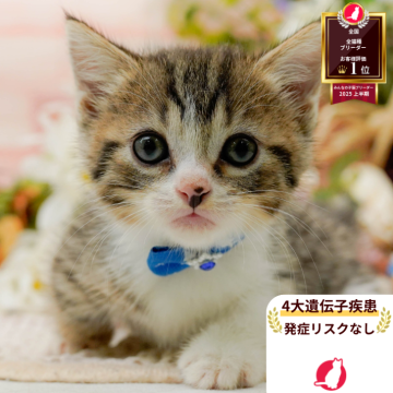 マンチカン(短足)【神奈川県・男の子・2025年8月6日・ブラウンタビー&ホワイト】の写真「🧡9/20～23😸ねこちゃん相談会開催🧡」
