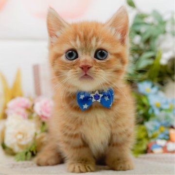 マンチカン(短足)【神奈川県・男の子・2025年9月12日・レッドタビー】の写真「😸🌼11/29(土)🐾こねこの見学会開催🎉」