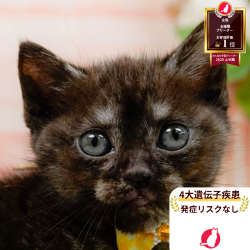 アメリカンショートヘア【神奈川県・女の子・2025年10月28日・ブラックスモーク】の写真「🎍12/27開催🎉今年最後の子猫見学会🐱✨」