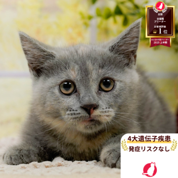 マンチカン(短足)【神奈川県・女の子・2025年7月9日・ブルークリーム】の写真「😸💓10/4(土)ねこちゃん見学会開催🎉」