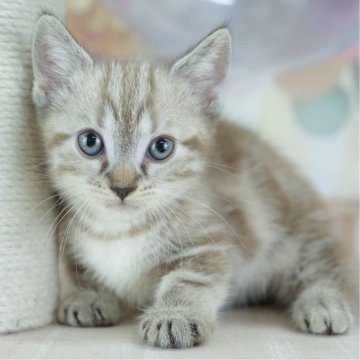 マンチカン(短足)【神奈川県・男の子・2025年3月21日・シルバータビー】の写真「6/15(日)父の日🎩ねこちゃんの見学会開催😸」