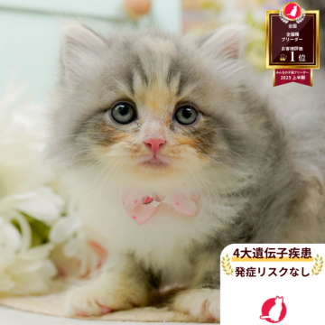 サイベリアン【神奈川県・女の子・2025年7月31日・ダイリュートキャリコ】の写真「🧡9/20～23😸ねこちゃん相談会開催🧡」