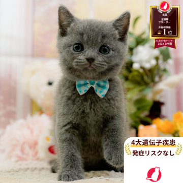 ブリティッシュショートヘア【神奈川県・男の子・2025年8月19日・ブルー】の写真「😸💓10/4(土)ねこちゃん見学会開催🎉」