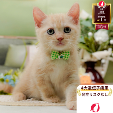 マンチカン(長足)【神奈川県・男の子・2025年7月31日・クリームタビー】の写真「🧡9/20～23😸ねこちゃん相談会開催🧡」