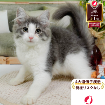 ノルウェージャンフォレストキャット【神奈川県・女の子・2025年7月6日・ブルータビー&ホワイト】の写真「😸🐾10/12・13開催✨お迎え前相談会💛」