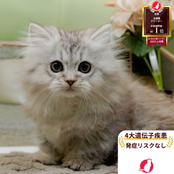 ミヌエット(短足)【神奈川県・女の子・2025年10月1日・シルバーパッチドタビー】の写真「🎍12/27開催🎉今年最後の子猫見学会🐱✨」