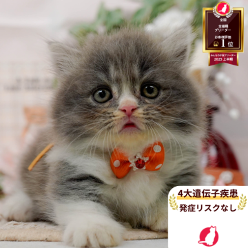 マンチカン(短足)【神奈川県・男の子・2025年7月25日・ブルータビー&ホワイト】の写真「🧡9/20～23😸ねこちゃん相談会開催🧡」