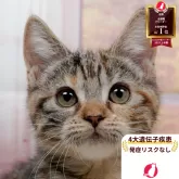 マンチカン(長足)【神奈川県・女の子・2025年8月24日・ブラウンパッチドタビー】の写真1「かわいい子猫の画像や当猫舎の情報を掲載しています💖是非、見てください🎶」