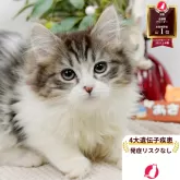 ミヌエット(長足)