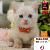 マンチカン(短足)