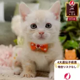 マンチカン(短足)